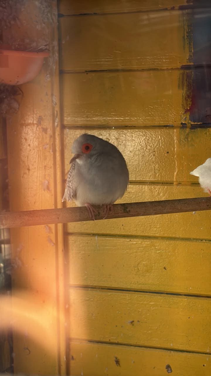 Diamant duifjes, Plusieurs animaux, Oiseau de proie, Domestique