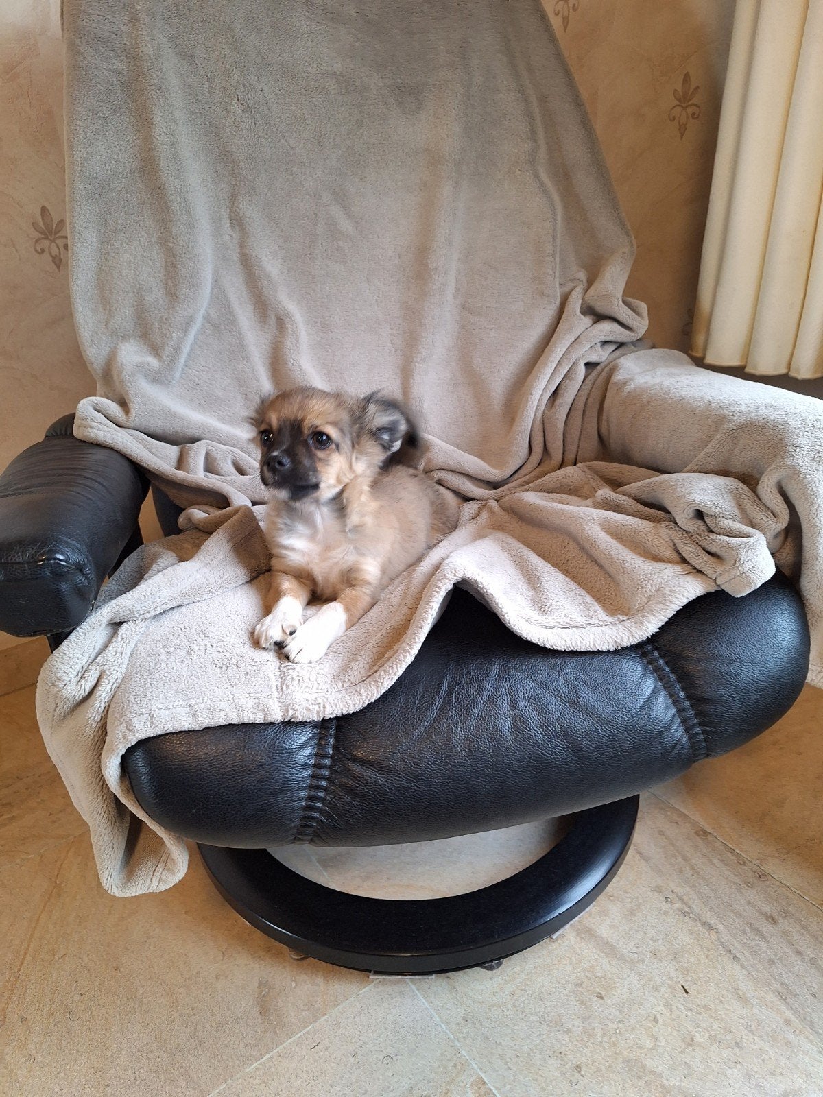 Chihuahua x pupje, Maladie de Carré (chiens), Belgique, Plusieurs, Chihuahua