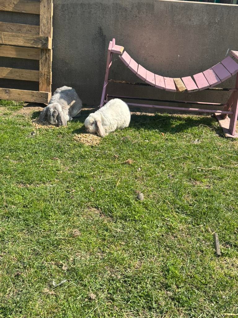 2 hangoren, Femelle
