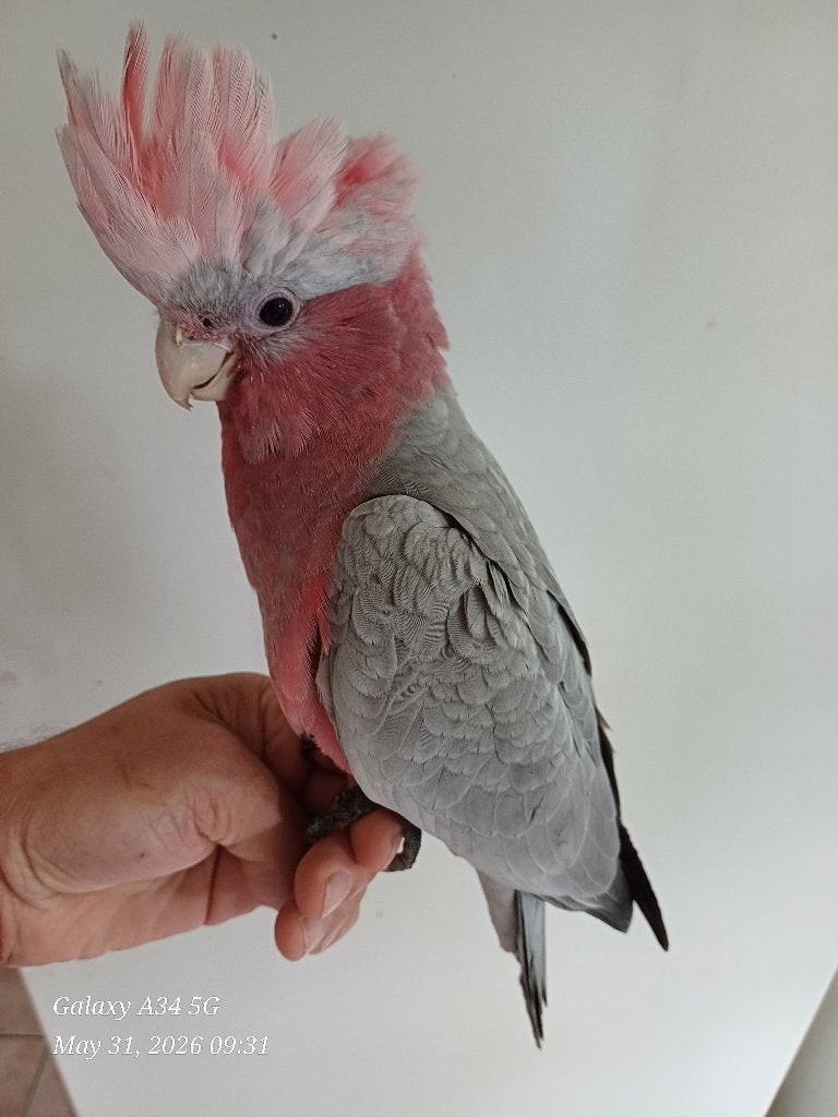 supertamme rosé kaketoes (bijna zelfstandig) met dna, Dieren en Toebehoren, Papegaai, Geringd