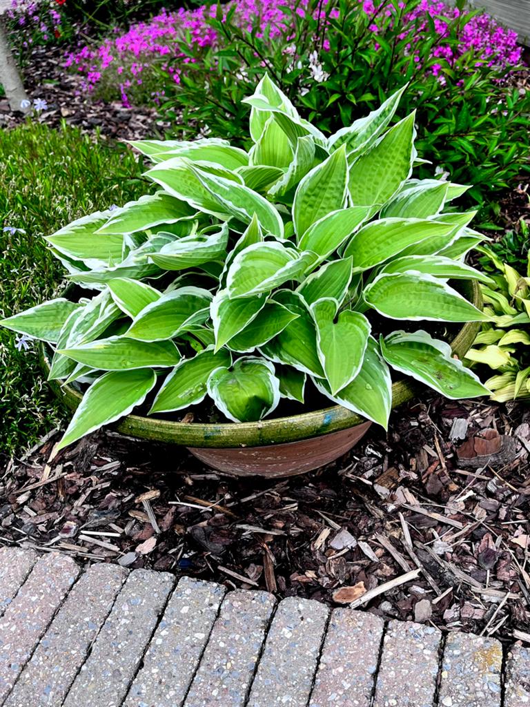 Grote plantenschaal met vele jonge hosta’s, Tuin en Terras, Ophalen