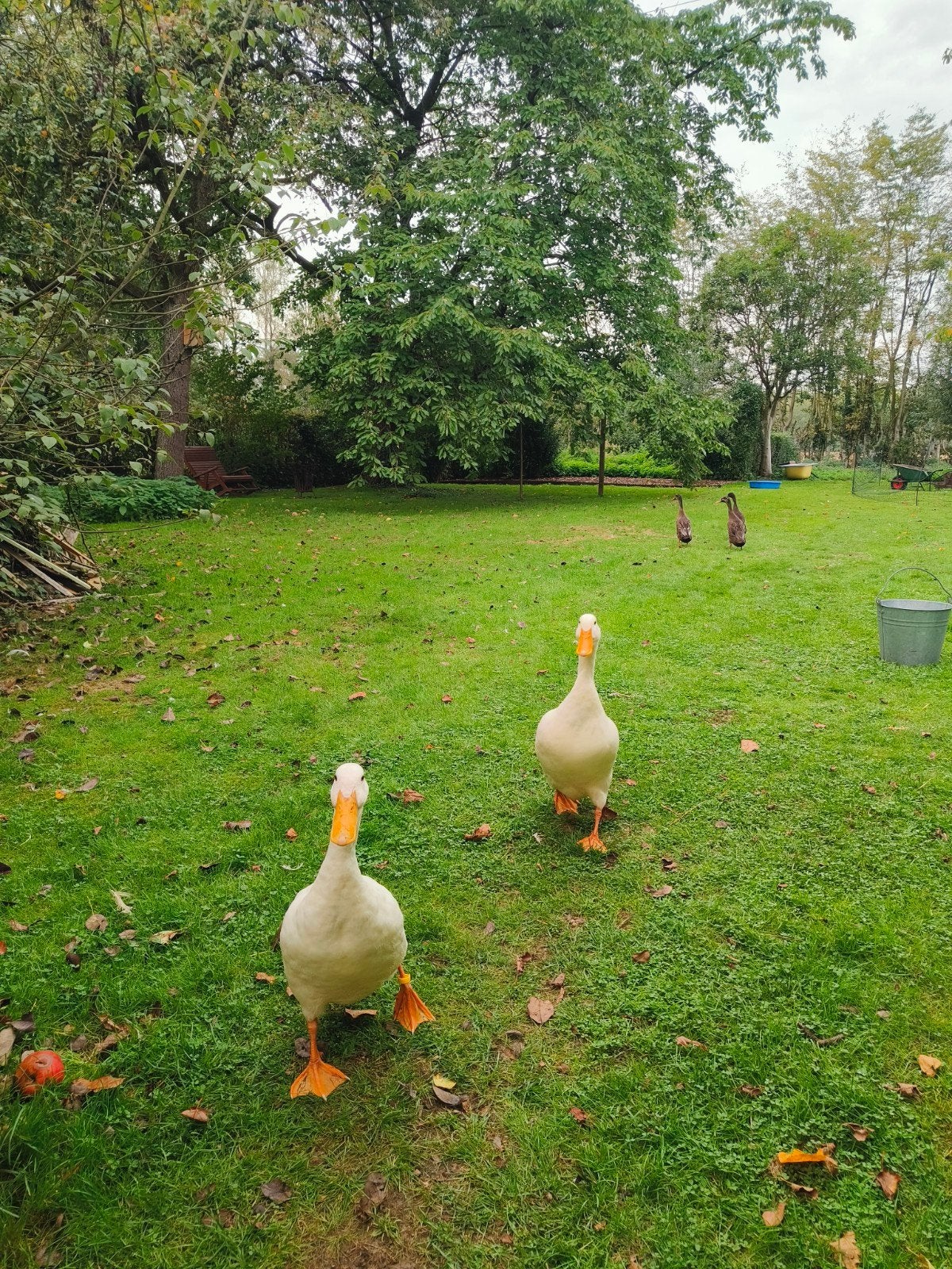 Twee mannelijke Indische loopeenden, Dieren en Toebehoren, Eend