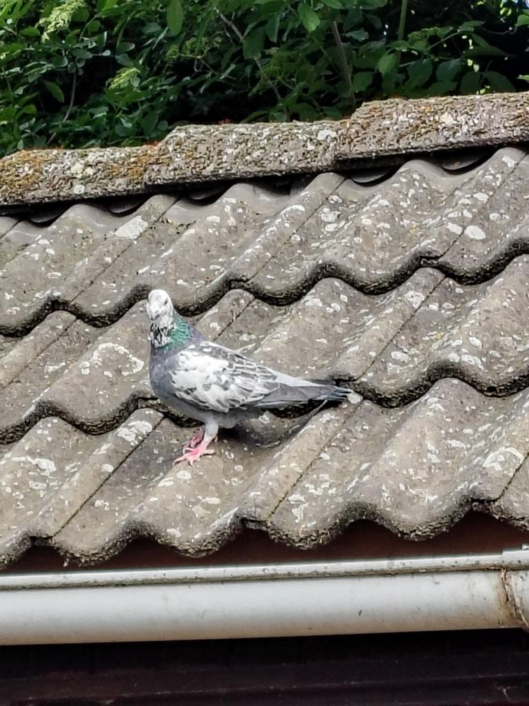 Reisduiven, Dieren en Toebehoren, Vogels | Duiven, Geslacht onbekend