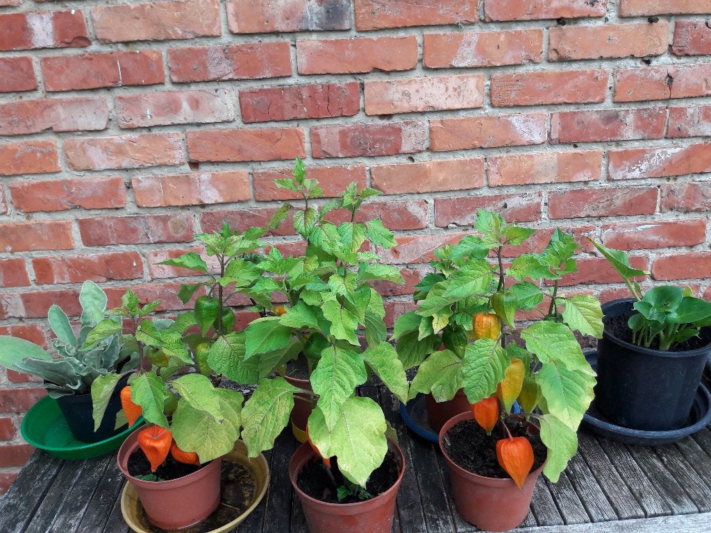 physalis lampionnenplant, Jardin & Terrasse, Plantes | Jardin, Enlèvement, Été, Plante fixe