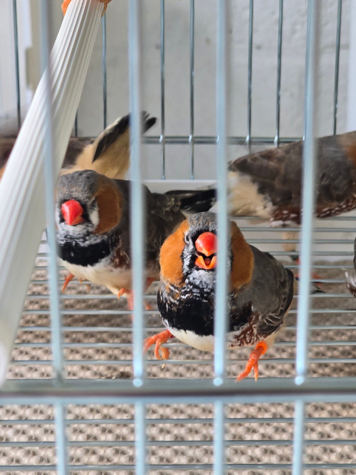 Grote Zwartborst zebravinken koppels 2026

Vraagprijs is 20€, Animaux & Accessoires, Oiseau tropical, Bagué