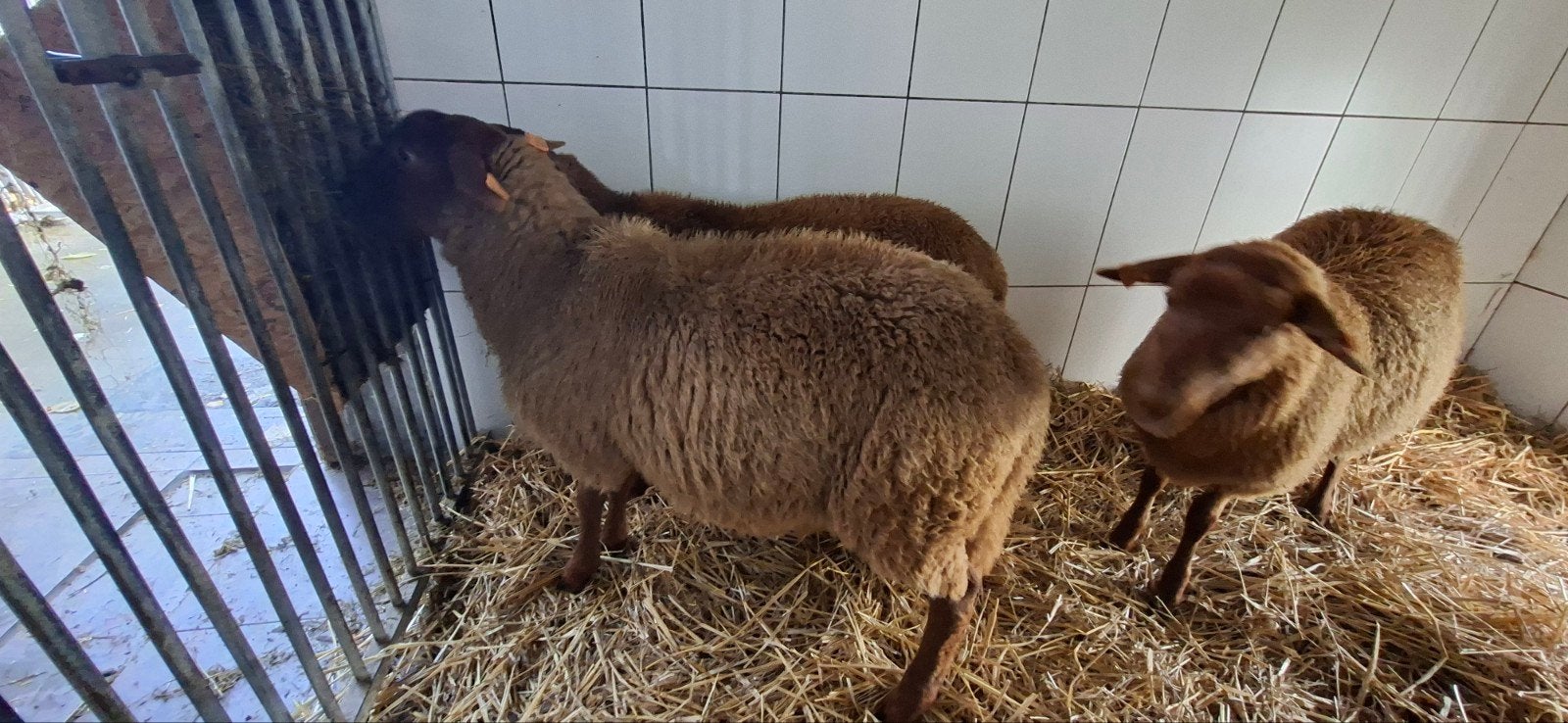 ardense voskop ramlammeren, Dieren en Toebehoren, April, Mannelijk