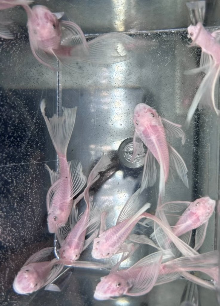 Ancistrus sp.L144 Long fin - Snow White, Animaux & Accessoires, Poissons | Poissons d'aquarium, Poisson d'eau douce, Poisson