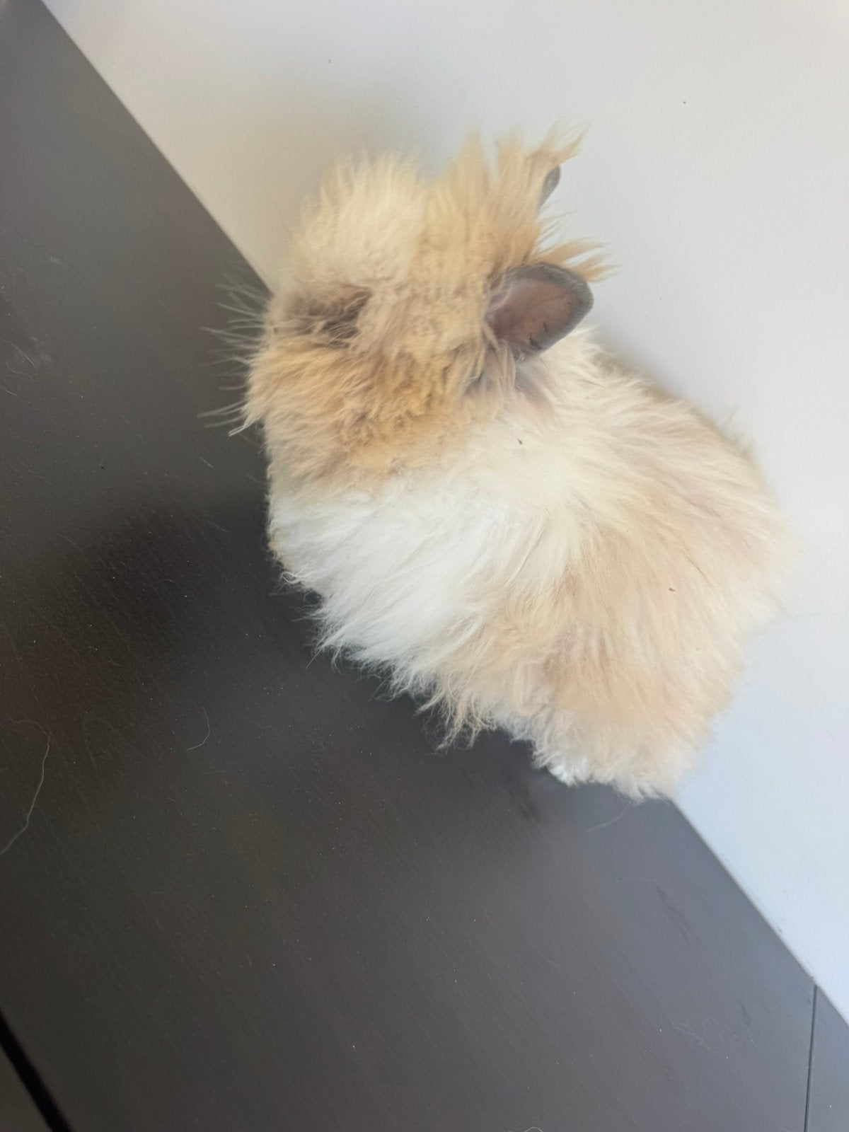 3 Schattige fluffy konijntjes te koop, Vrouwelijk