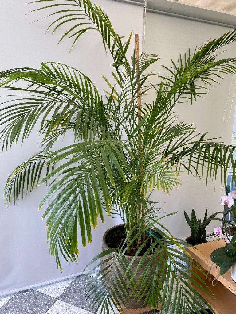 Kamerplant, Maison & Meubles, Plantes d'intérieur, En pot, Palmier, 150 à 200 cm, Enlèvement