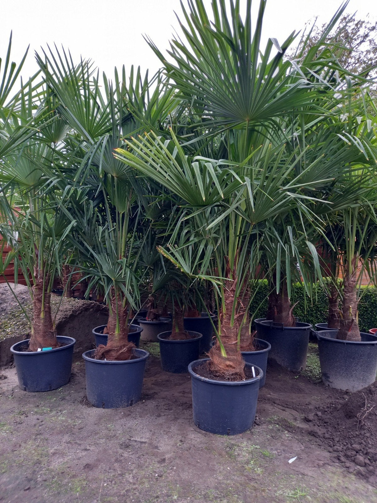 STOCKVERKOOP VAN wintervaste palmen, Ophalen