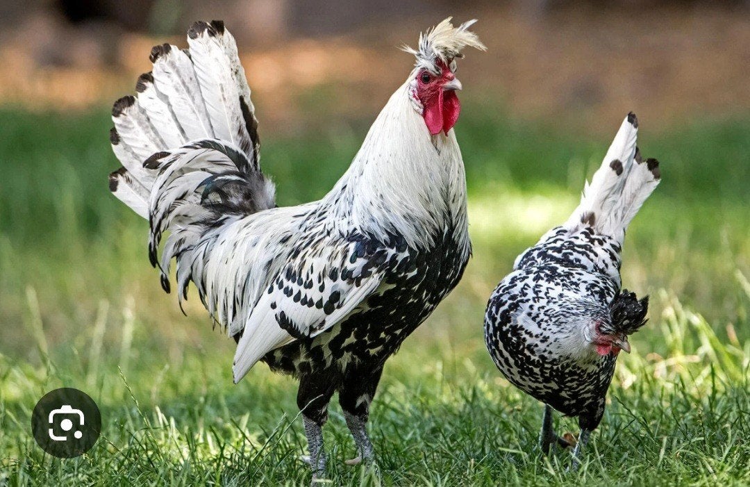 Spitskuif haan gezocht, Dieren en Toebehoren, Pluimvee