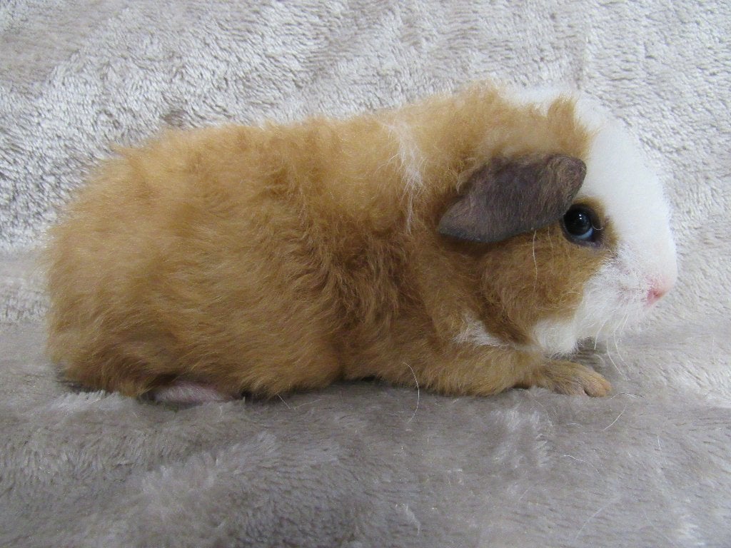 Leuk setje baby cavia's, Mei, Meerdere dieren, Cavia