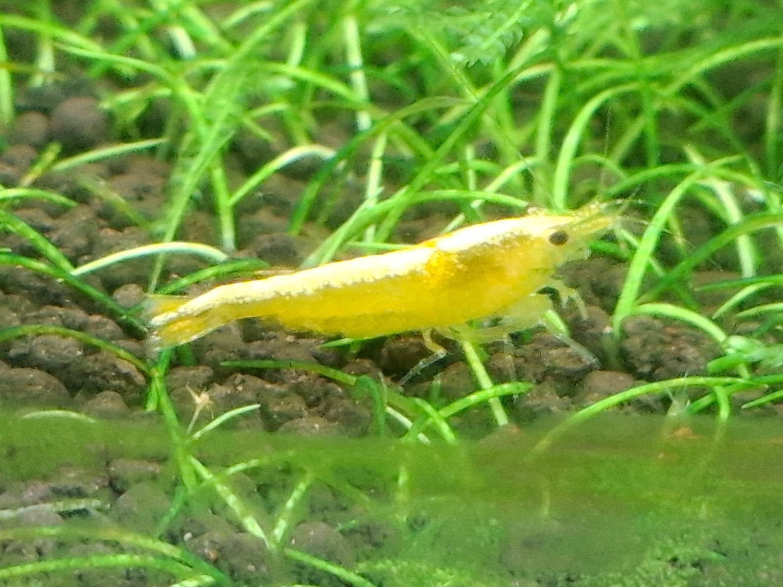 neocaridina garnalen
