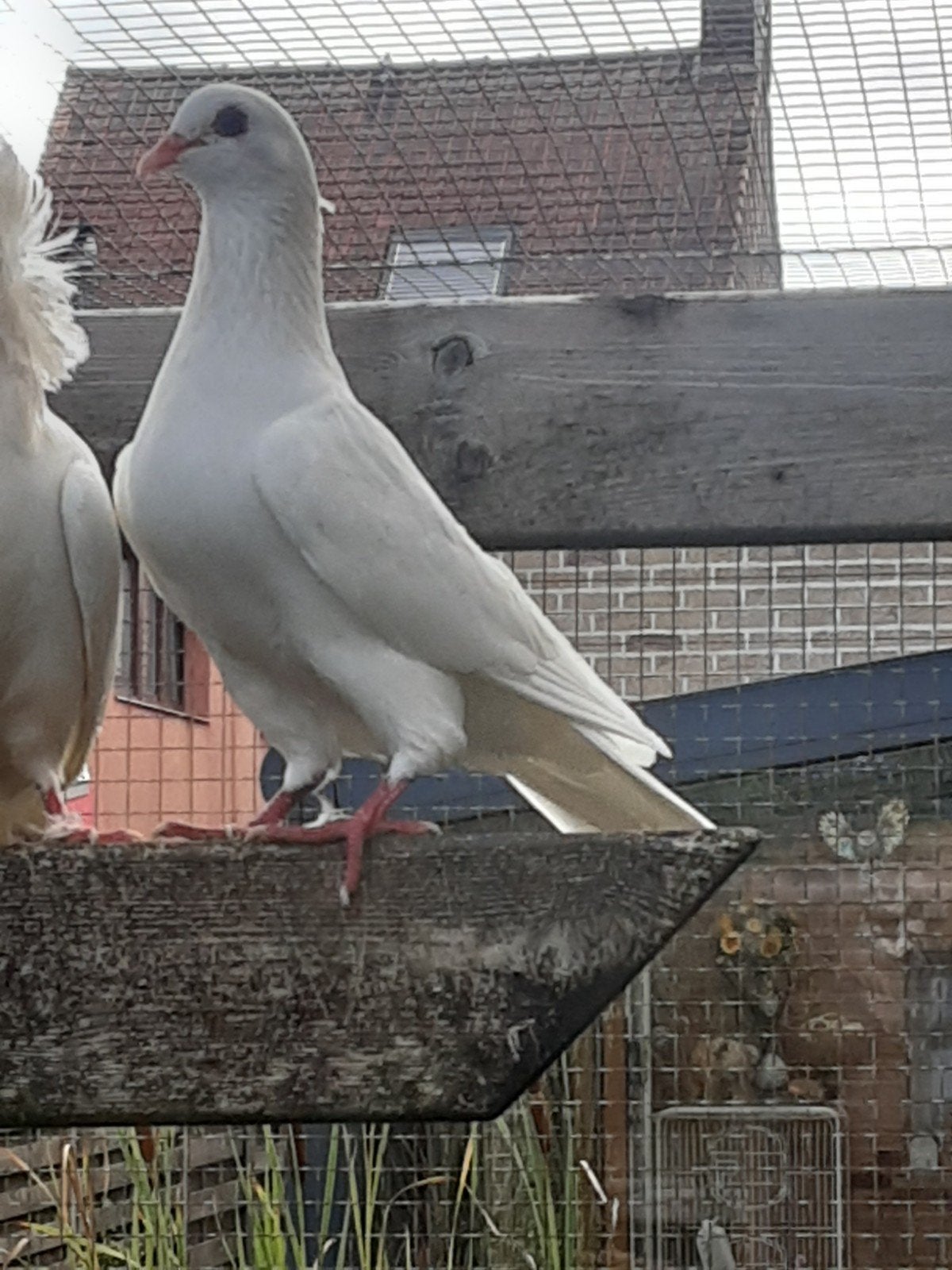 witte duif, Mannelijk, Overige soorten