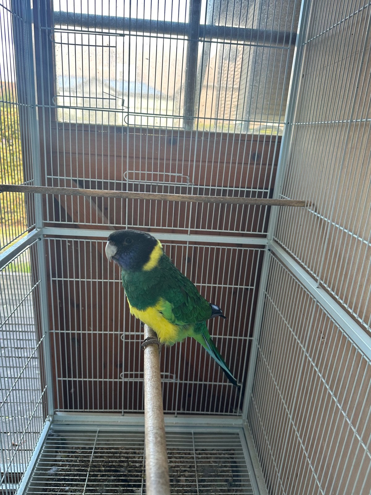 Port Lincoln parkiet, Dieren en Toebehoren, Geslacht onbekend, Parkiet