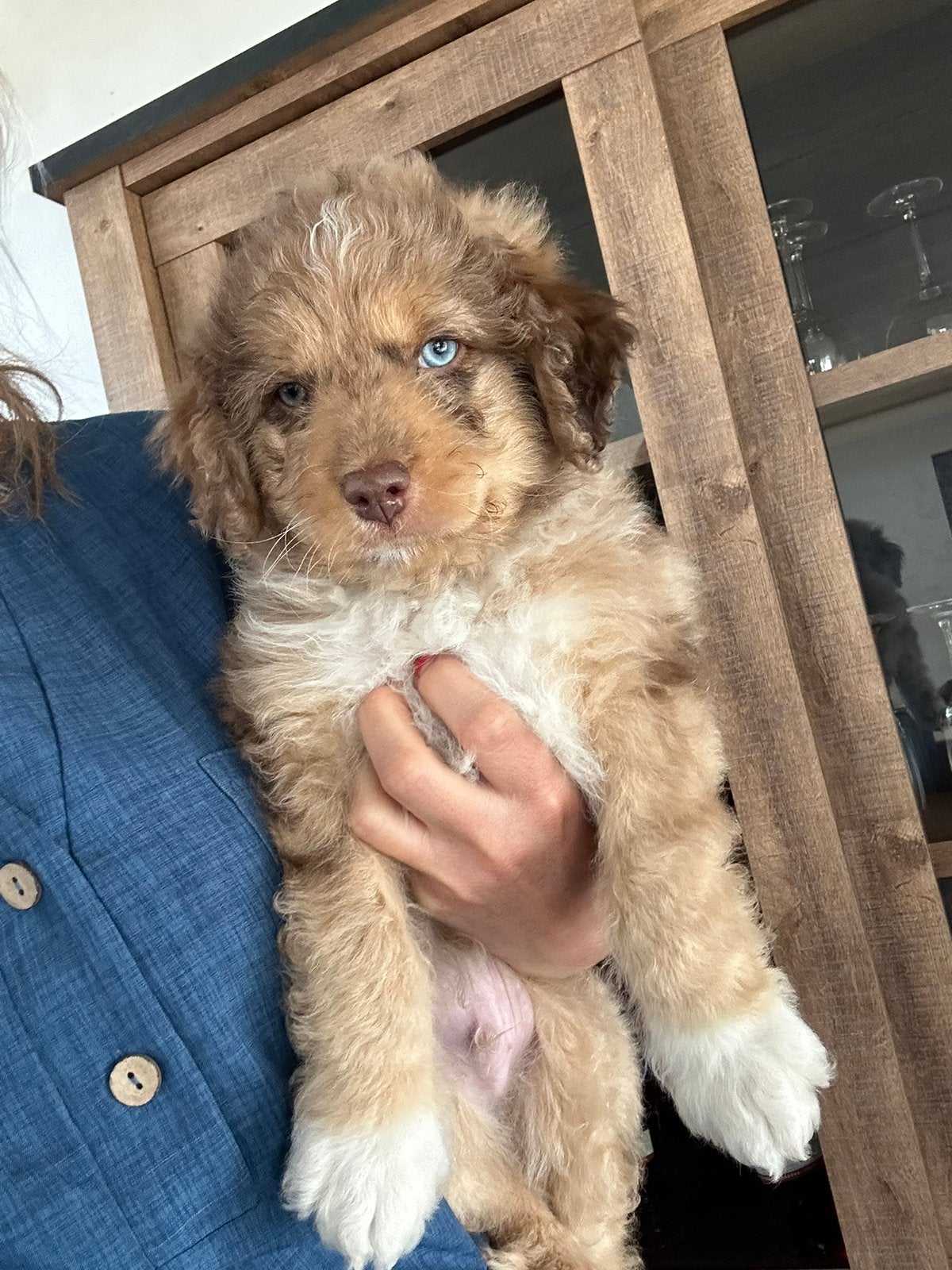 Australian doodle reu, Animaux & Accessoires, Chiens | Sans pedigree, Chien (mâle), Belgique, Taille moyenne, Un chien