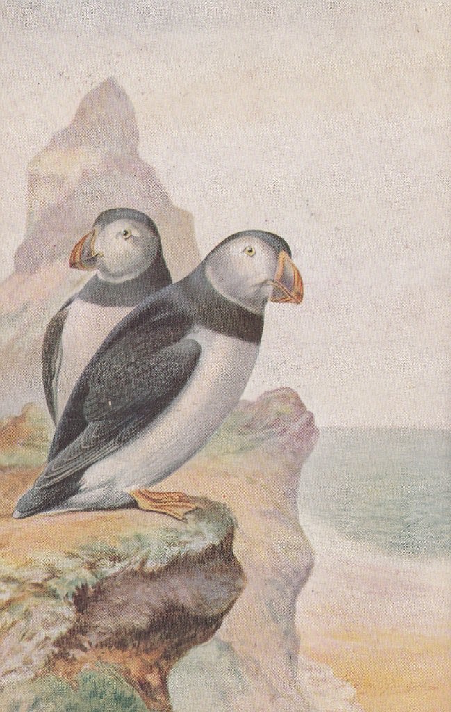 PAPEGAAIDUIKERS, Verzamelen, Postkaarten | Dieren, Verzenden, Ongelopen, Vogel