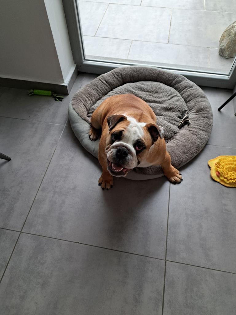 Bouledogue anglais 11 mois. Pedigree Saint-Hubert., Animaux & Accessoires, Caisses pour chiens, Enlèvement