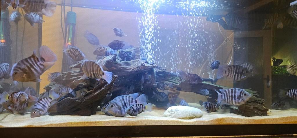 Zebra parrot cichliden, Dieren en Toebehoren, Vissen | Aquariumvissen, Vis, Zoetwatervis, Schoolvis