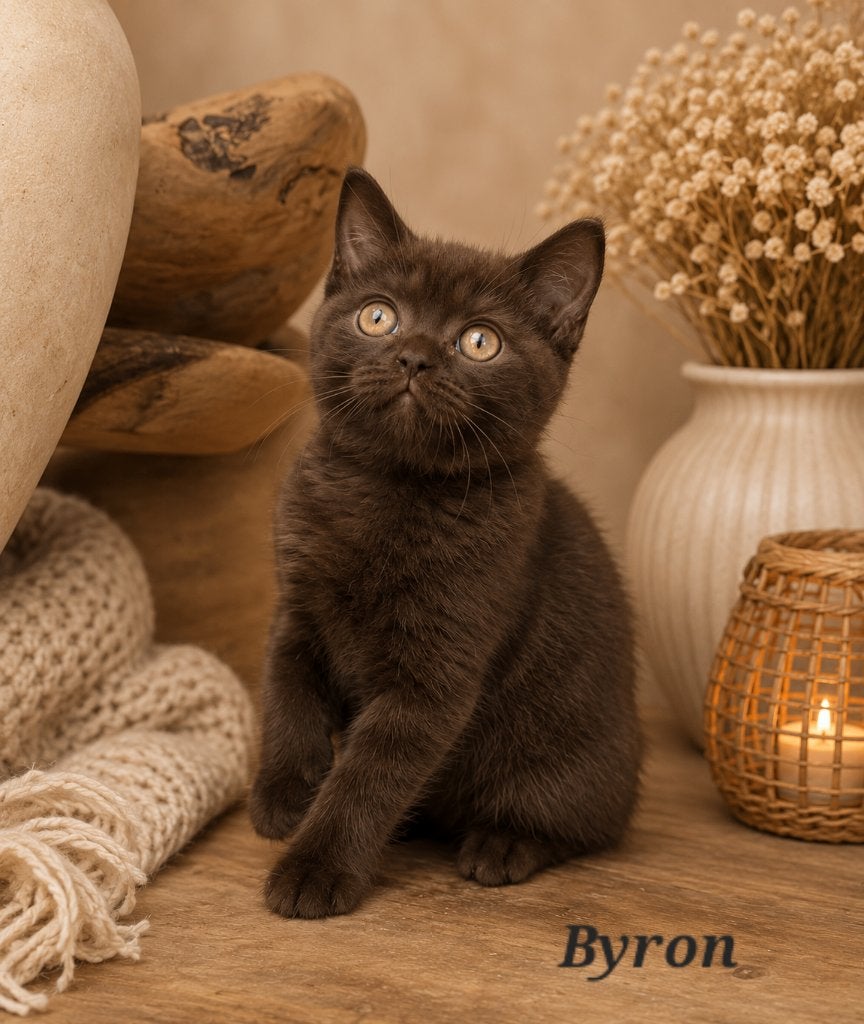British Shorthair chocolat/noir/bleu, Animaux & Accessoires, Chat, Avec pedigree, 0 à 2 ans