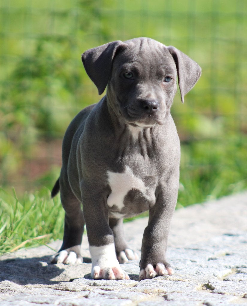 Amerikaanse Stafford pups, Dieren en Toebehoren, België, CDV (hondenziekte), 8 tot 15 weken, American Staffordshire Terriër