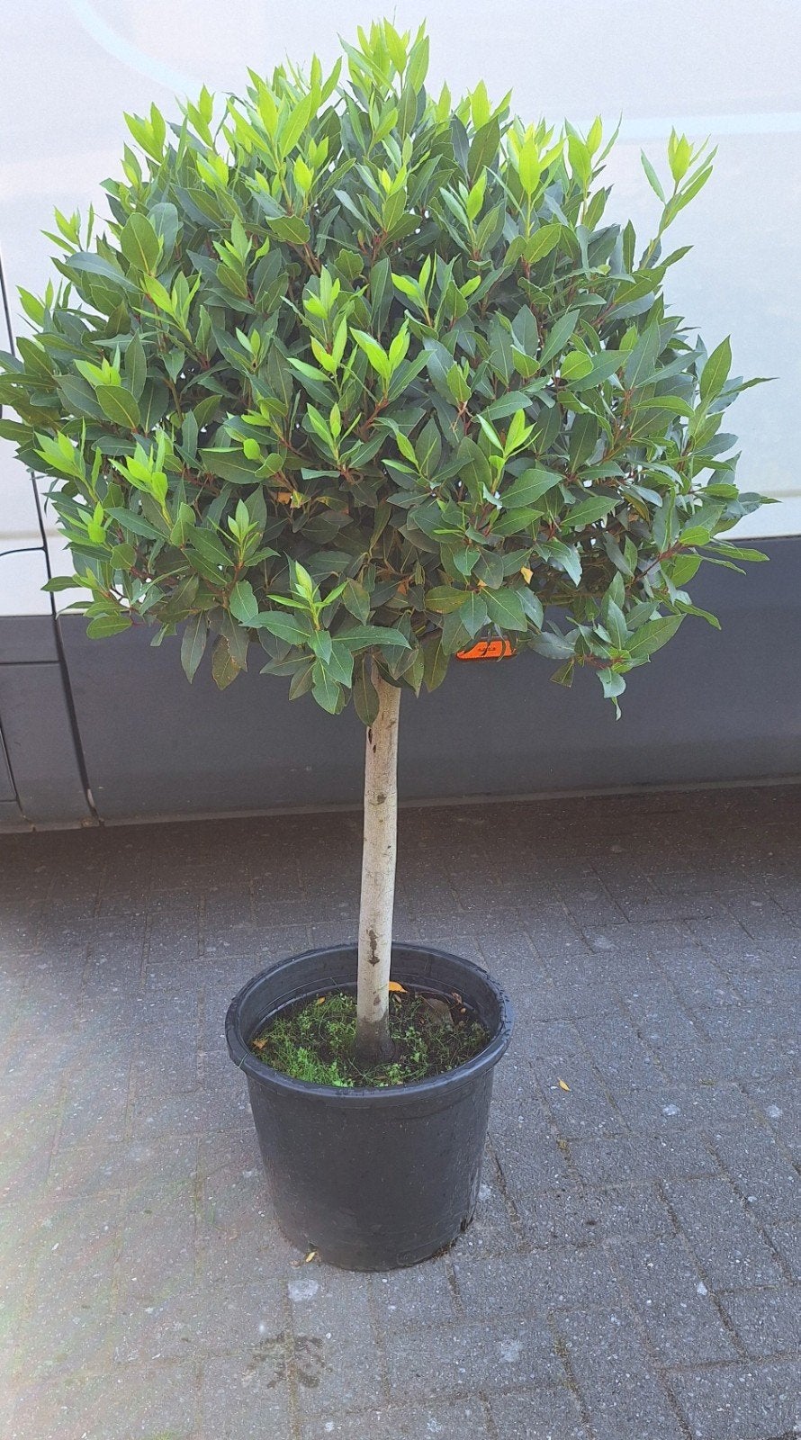 Echte laurier, Laurus nobilis, vormsnoei, stam, terraspl, Tuin en Terras, Ophalen