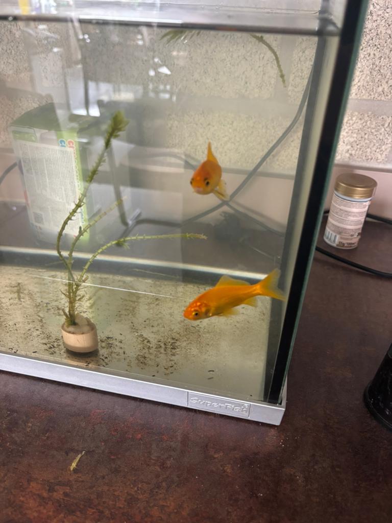 2 goudvissen, Dieren en Toebehoren, Vis, Zoetwatervis