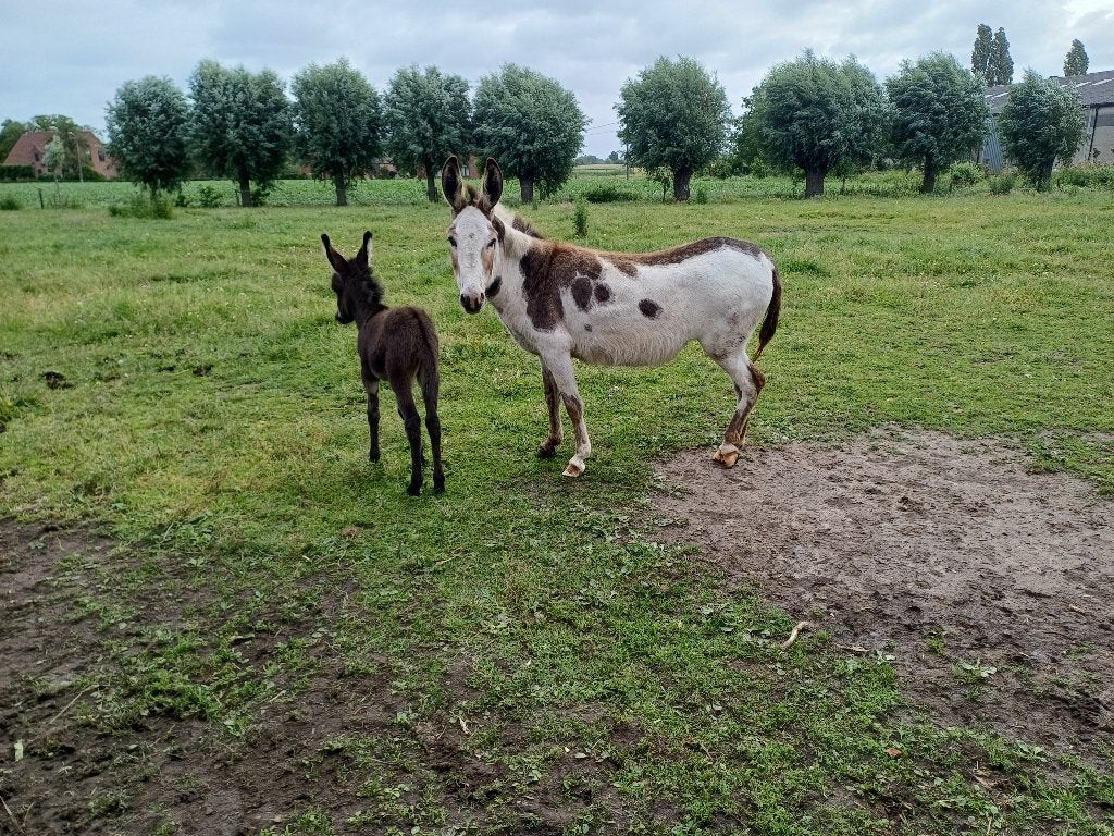 kruisezelhengstje, Dieren en Toebehoren, Juni, Mannelijk