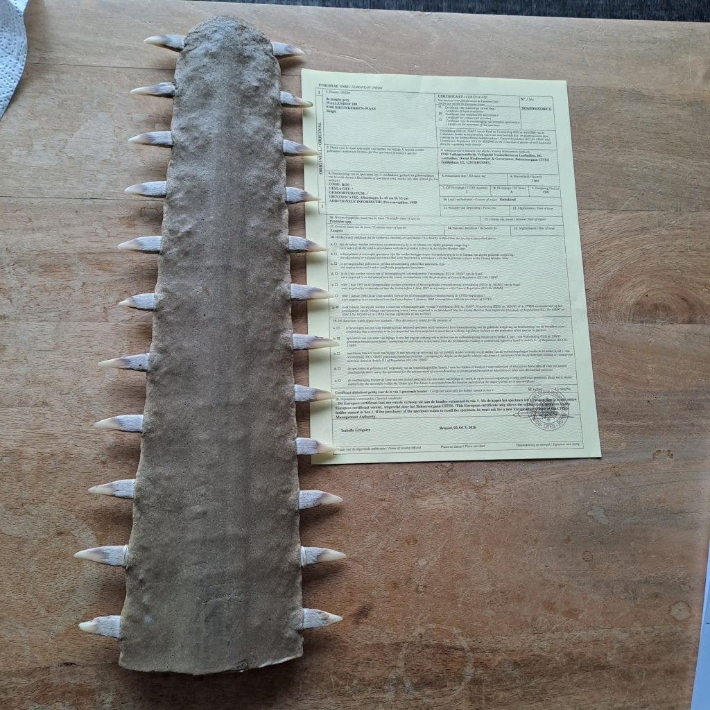Antiek Rostrum zaagvis ( + cites), Ophalen, Overige typen