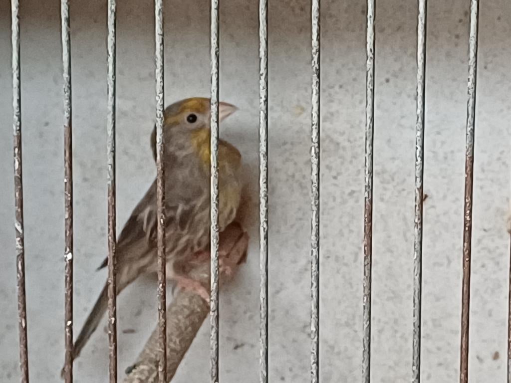 Roodmussen, mannetjes, Dieren en Toebehoren, Vogels | Kanaries