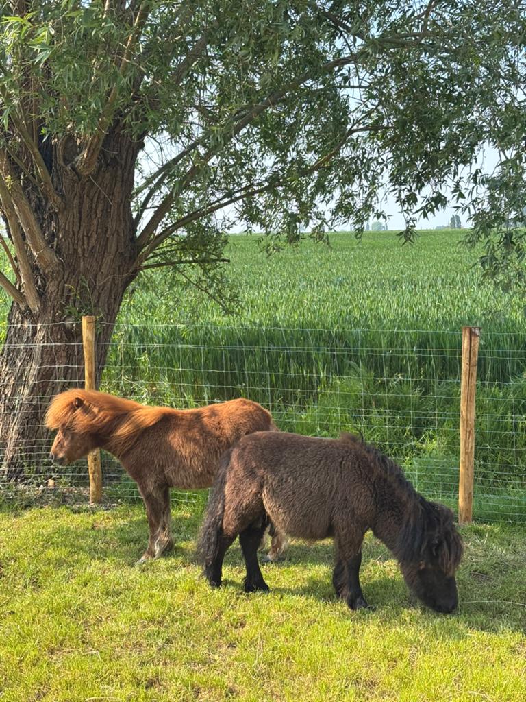 2 shetlander hengstjes, Dieren en Toebehoren, Pony's, Hengst, Niet van toepassing, A pony (tot 1.17m), Recreatiepony, 0 tot 2 jaar