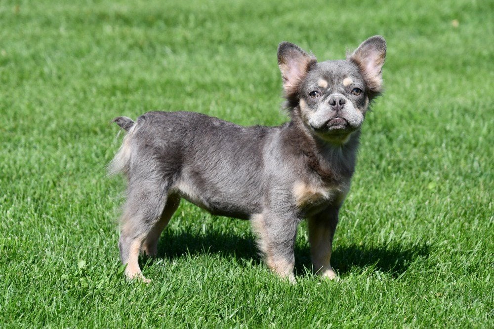 Fluffy Franse Bulldog pup te koop (lilac teefje)