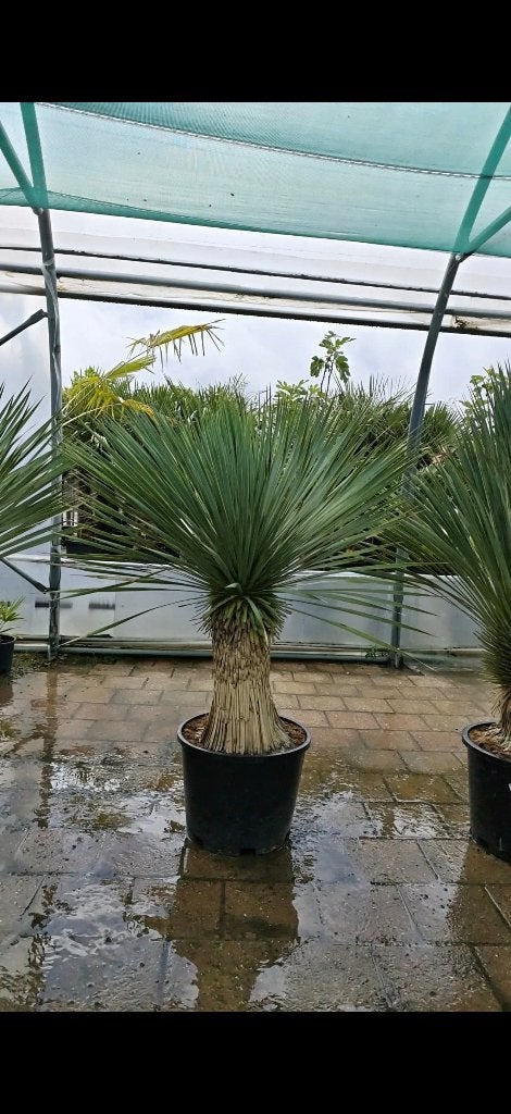Yucca rostrata palm promo, Tuin en Terras, Planten | Tuinplanten, Ophalen