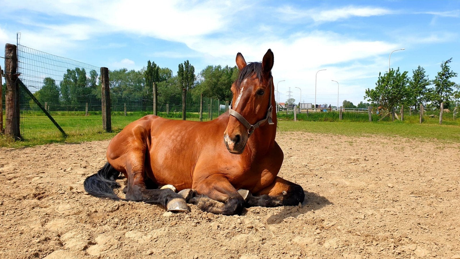 Recreatiepaard/weidemaatje, Dieren en Toebehoren, Paarden, Ruin, Recreatiepaard