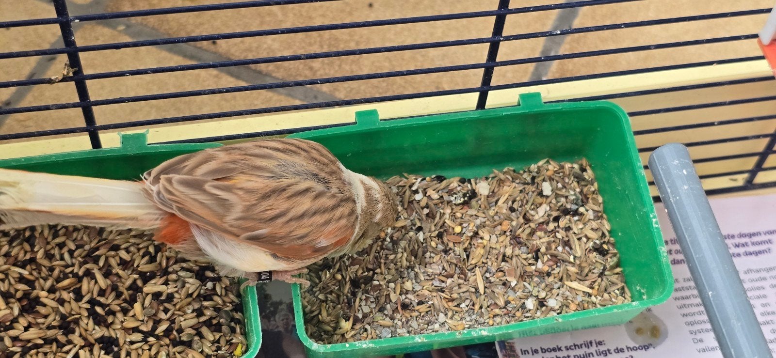 kanarie Koppe met kooi 55 €l, Animaux & Accessoires, Oiseaux | Canaris