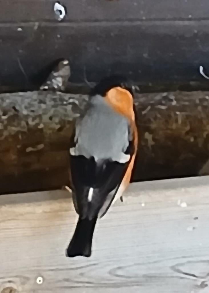 goudvink man jaar 2025 prachtige vogel., Animaux & Accessoires, Oiseaux | Oiseaux Autre, Mâle, Oiseau chanteur sauvage, Bagué