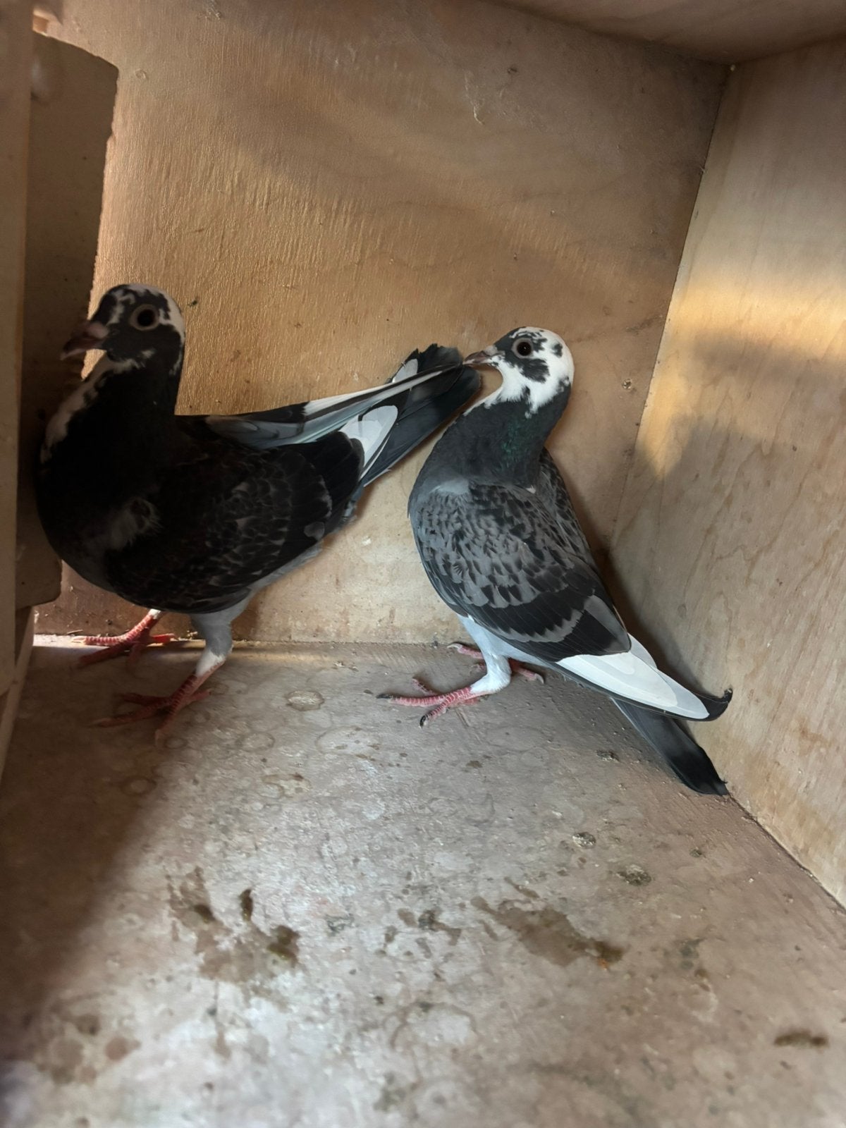 koppel ongeringde jongen uit de kwekers, Dieren en Toebehoren, Meerdere dieren, Postduif
