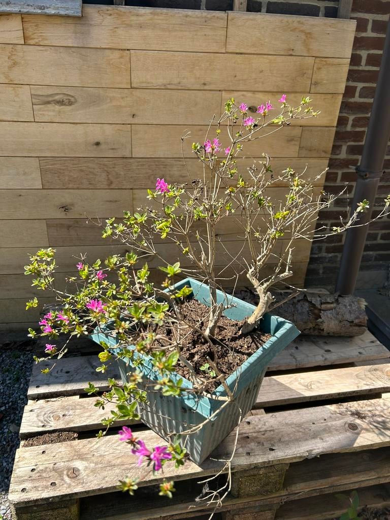 Azalea in pot, Ophalen