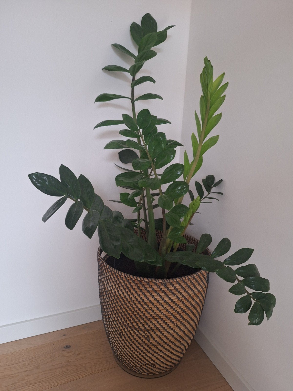 Plante d'intérieur Zamioculcas, Enlèvement