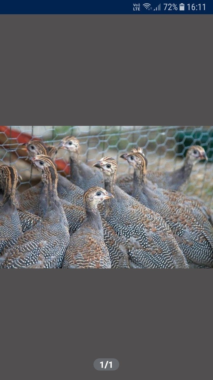 Parelhoenders