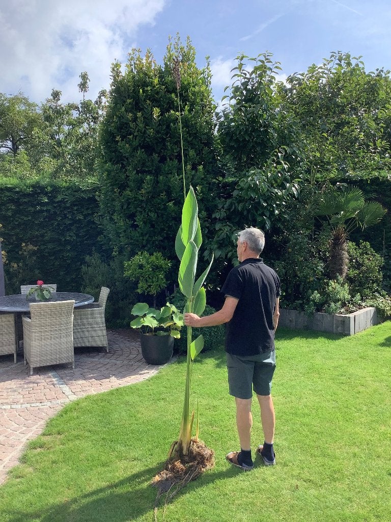 Vijverplanten, Ophalen