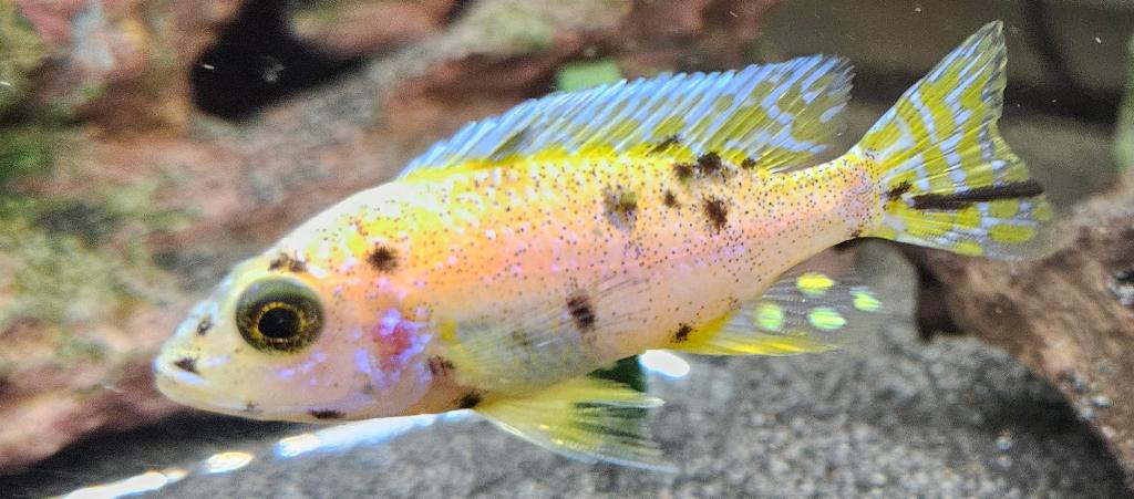 Cichlidés Aulonocara Yellow Berry Malawi, Poisson, Poisson d'eau douce