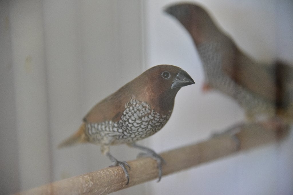 muskaatvink / muskaatvinken, Dieren en Toebehoren, Vogels | Overige Vogels, Mannelijk, Tropenvogel