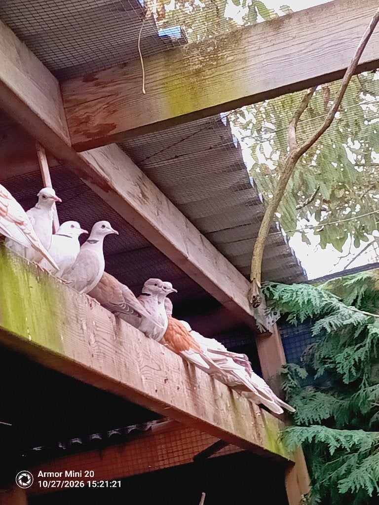 lachduiven, Dieren en Toebehoren, Geringd