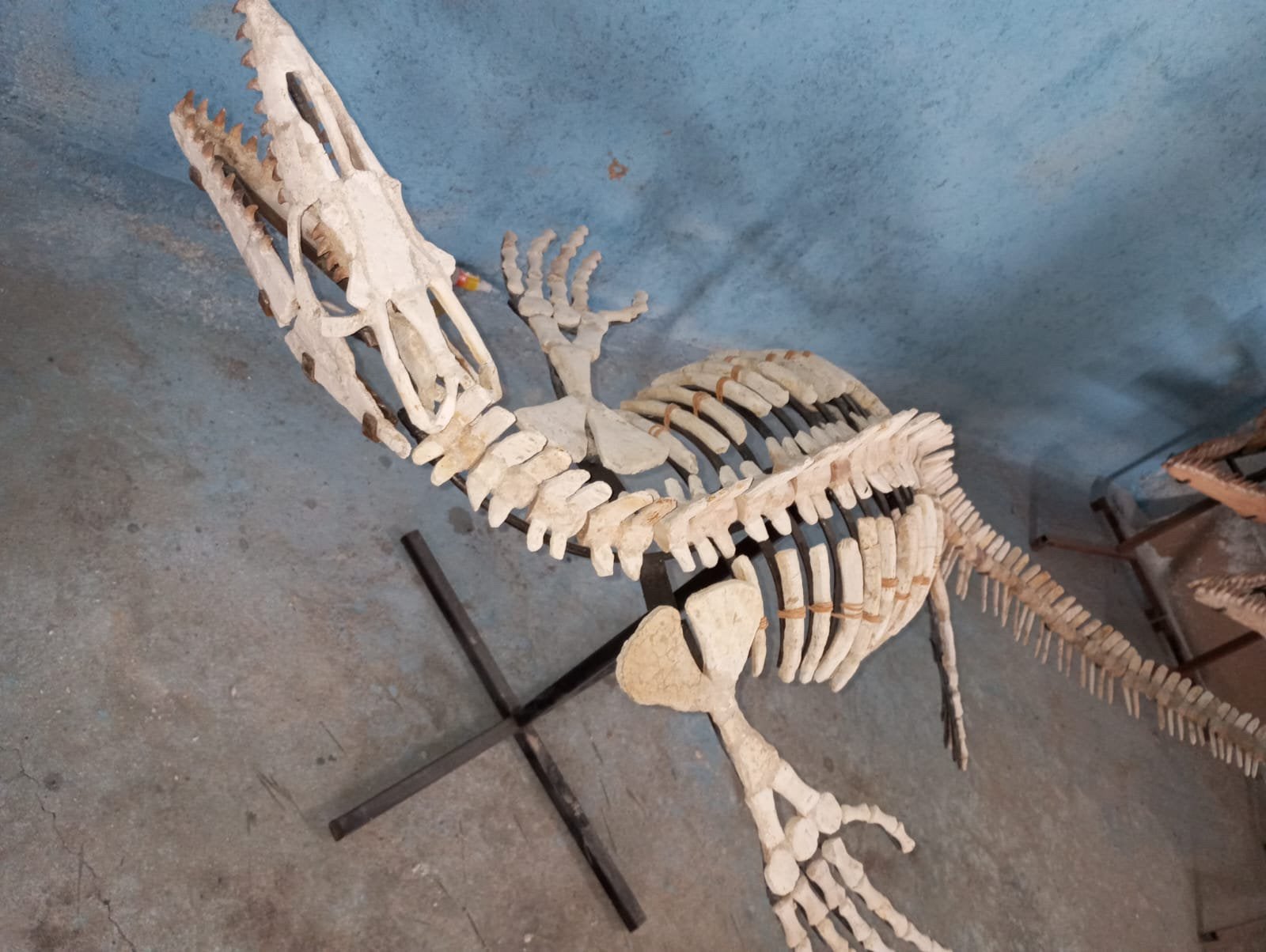 Mosasaure, Collections, Minéraux & Fossiles, Fossile, Enlèvement ou Envoi