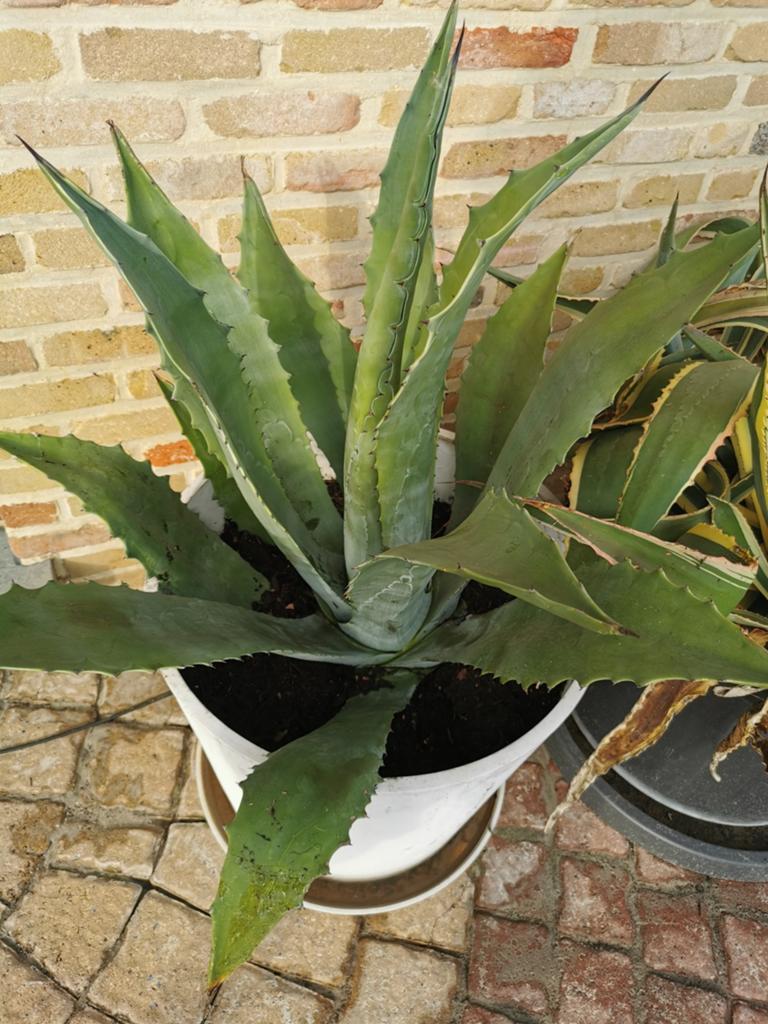 Plantscheuten (20cm) van Agave Americana en Agave Variegata, Tuin en Terras, Planten | Tuinplanten, Ophalen, Winter