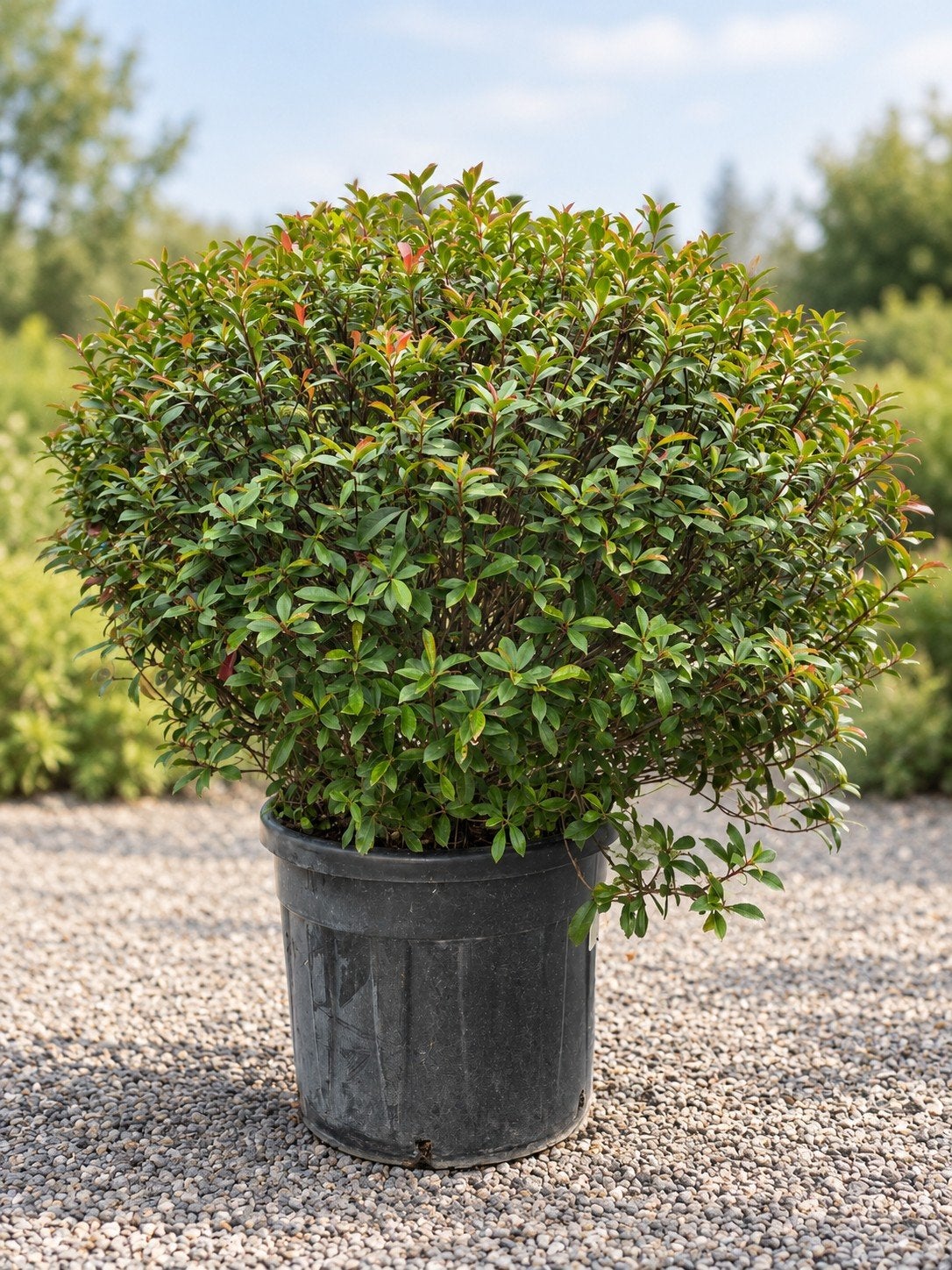 Photinia Carre Rouge Bol, Jardin & Terrasse, Enlèvement