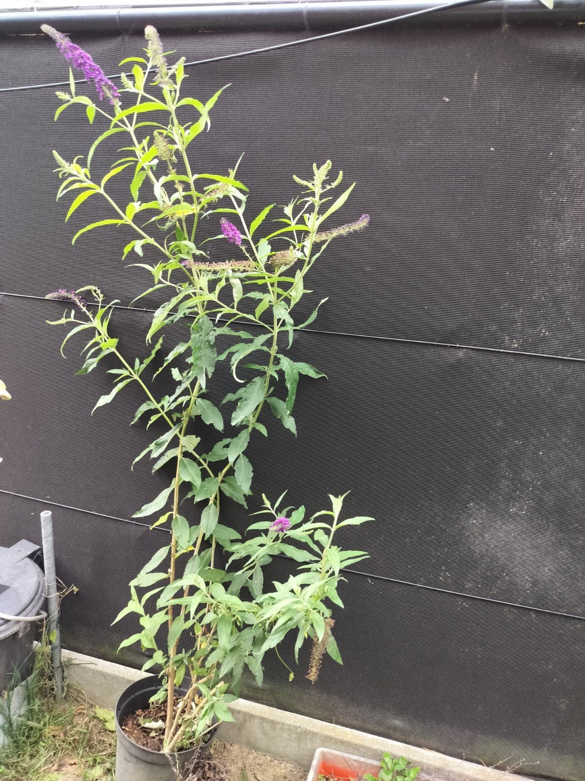 Vlinderstruik paars,buddleia, Tuin en Terras, Ophalen
