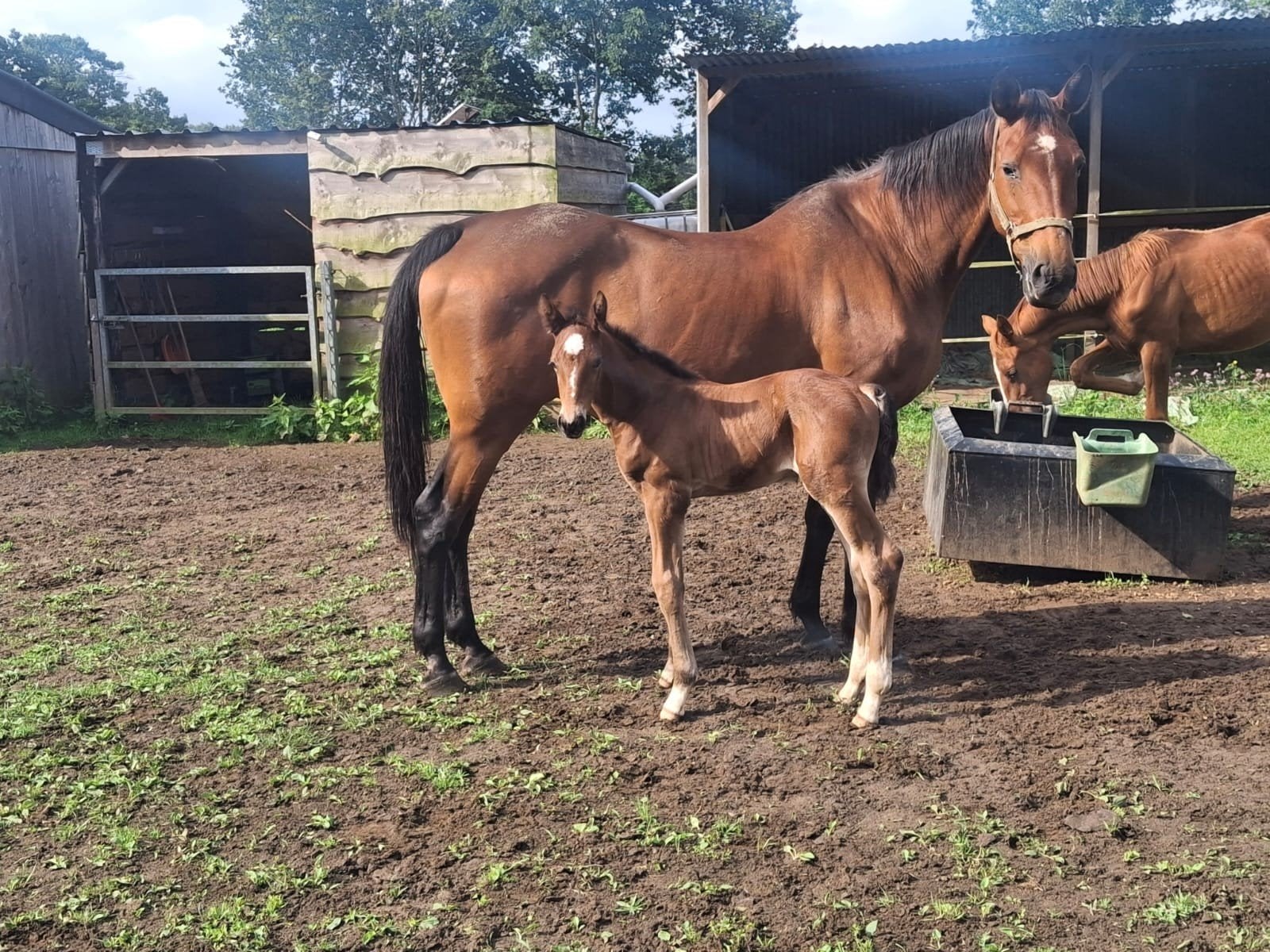 Fokmerie / rijpaard, Dieren en Toebehoren, Paarden, Z