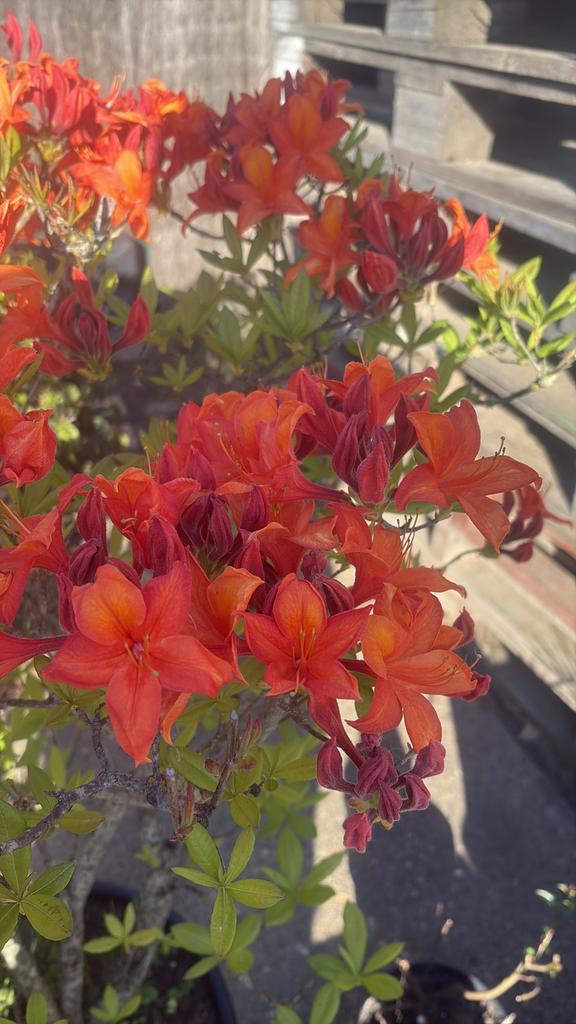 Grote bloeiende azalea (Japanse azalea) – blikvanger in tuin, Ophalen